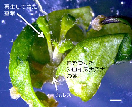 植物化|植物が傷口で茎葉を再生させる仕組み